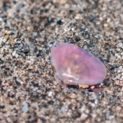 Thumbnail of post image 187